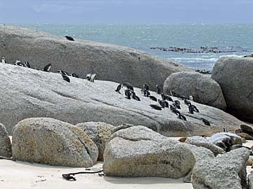 [penguins on rock]